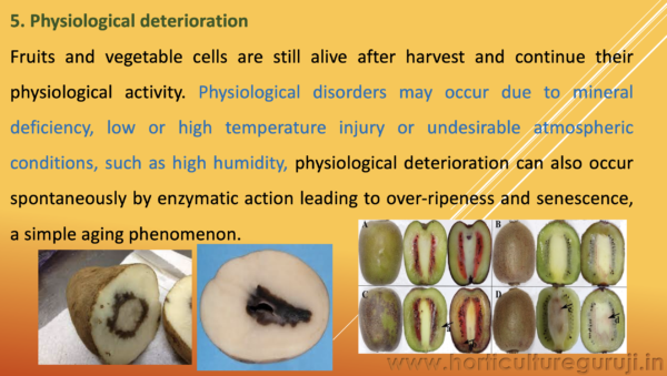 Extent and Possible Causes of Post Harvest Losses PPT - Image 4